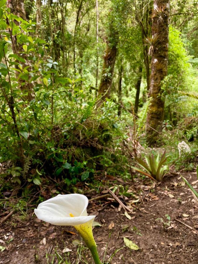 Cabana Anturios Сан-Хосе Экстерьер фото